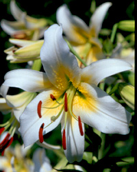 Picture of Bright Star Hybrid
